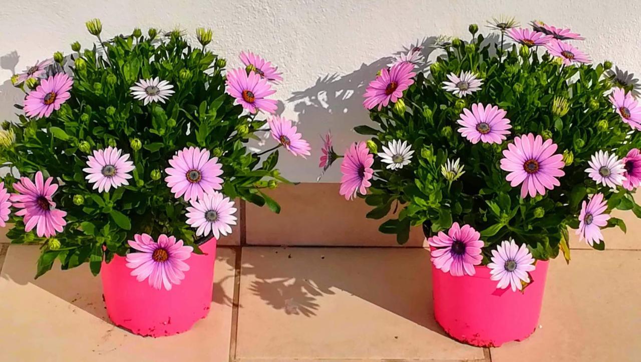 Apartamento Jazmín 49 Centro - Adults Recommended Nerja Exterior foto
